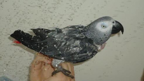 Het douchen papegaaien - papegaaienparkieten