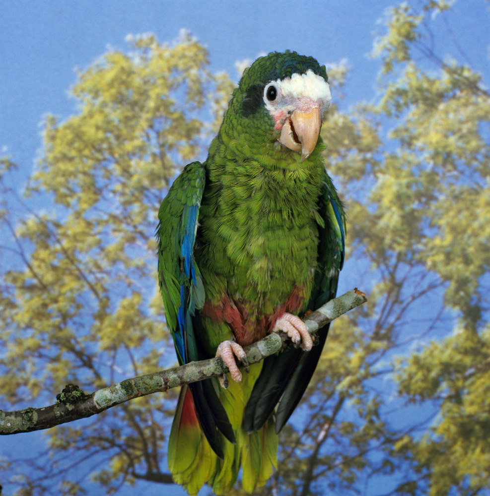 Hispanolia amazone (Amazona ventralis)