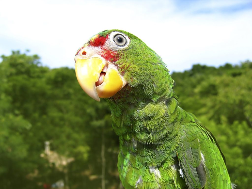 Leuke weetjes over papegaaien