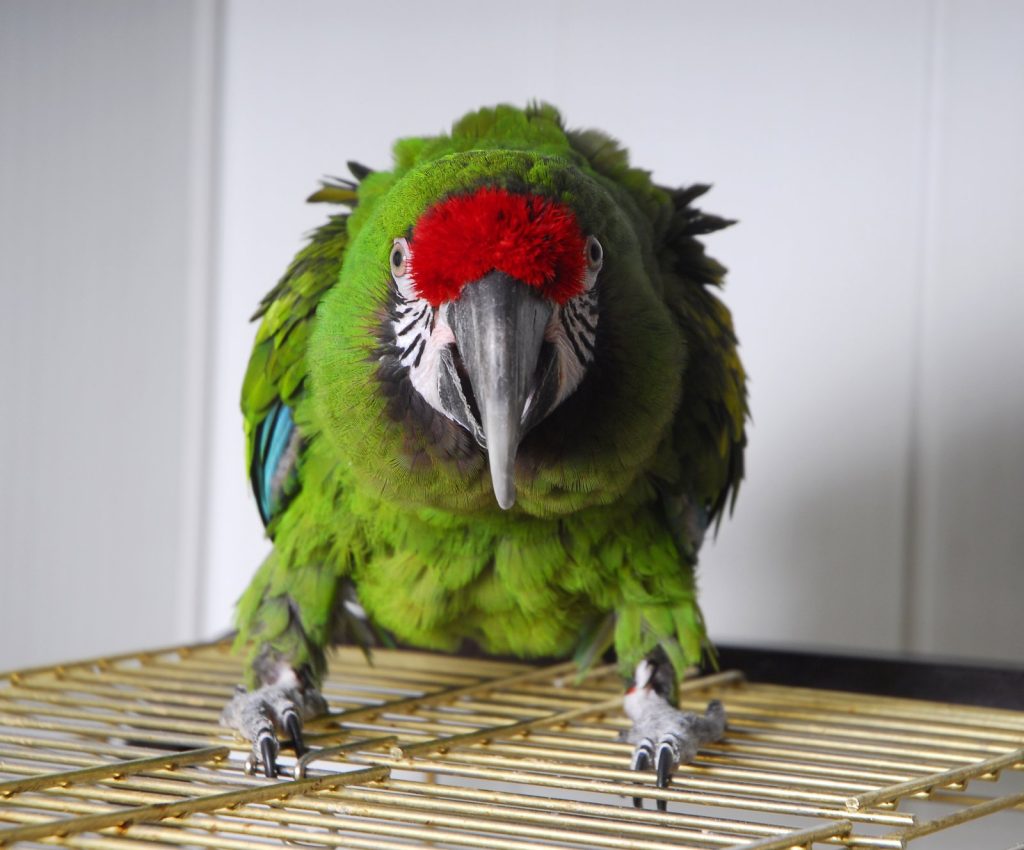 agressieve papegaai gedragsprobleem