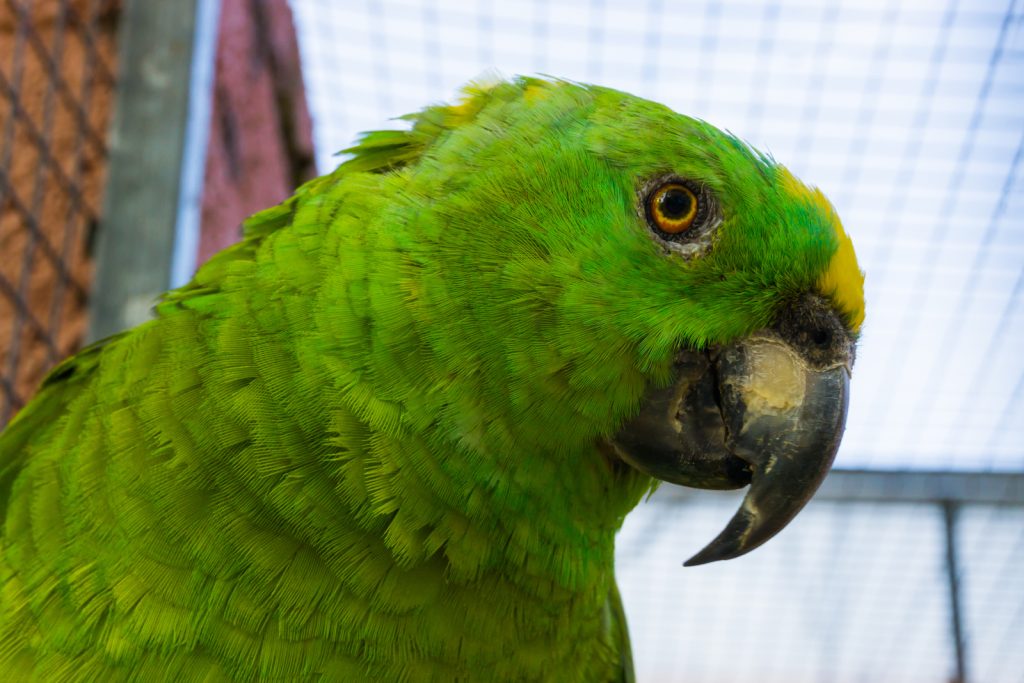 amazon papegaai