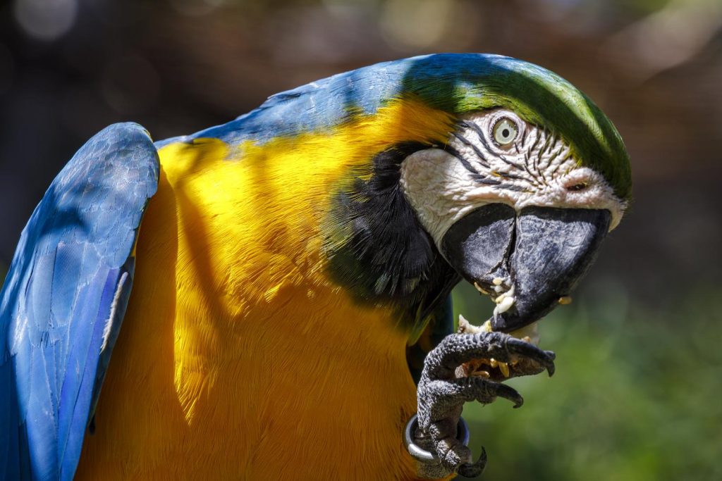voeding papegaai afbeelding etende papegaai